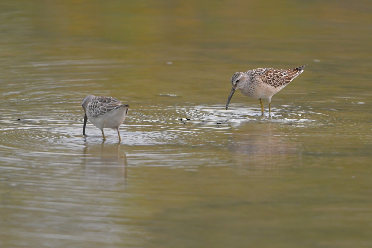 jespák dlouhonohý - ML645042860