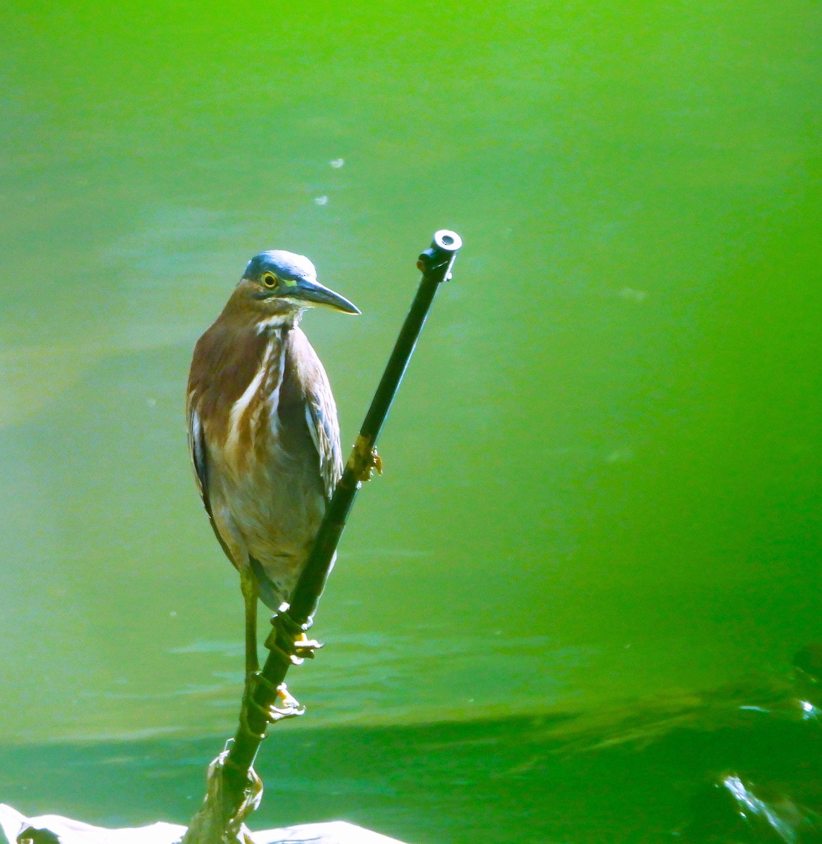 Little Heron - ML645042861