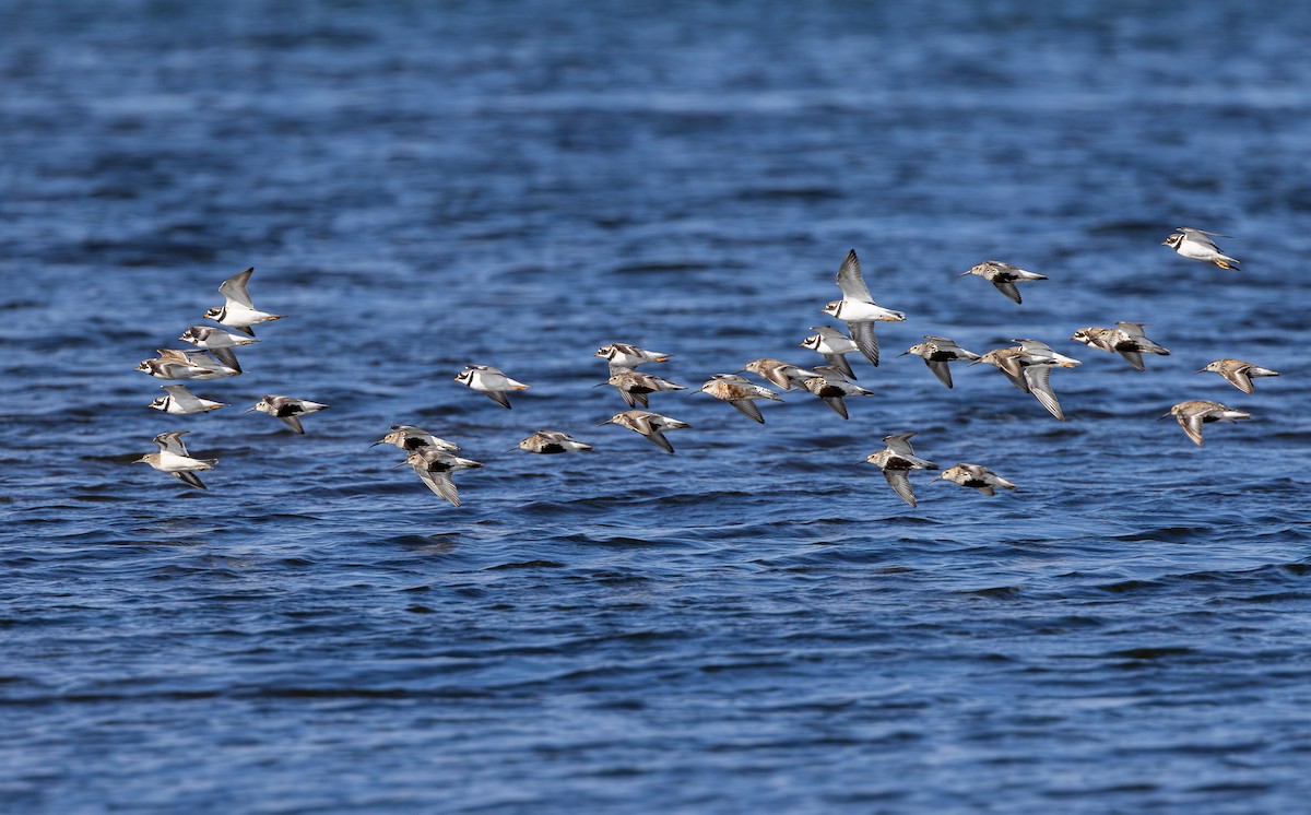 Piovanello pancianera - ML645042875