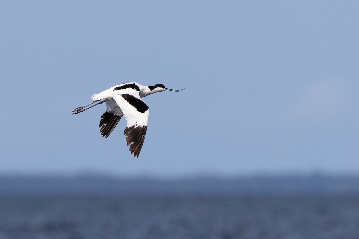 Avocetta - ML645042880