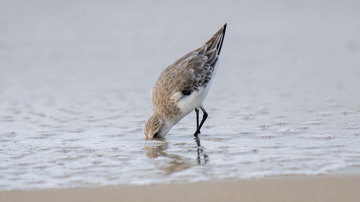 Txirri zuria - ML645042882