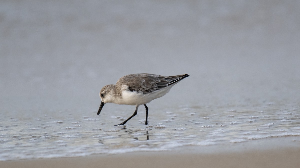 Txirri zuria - ML645042883