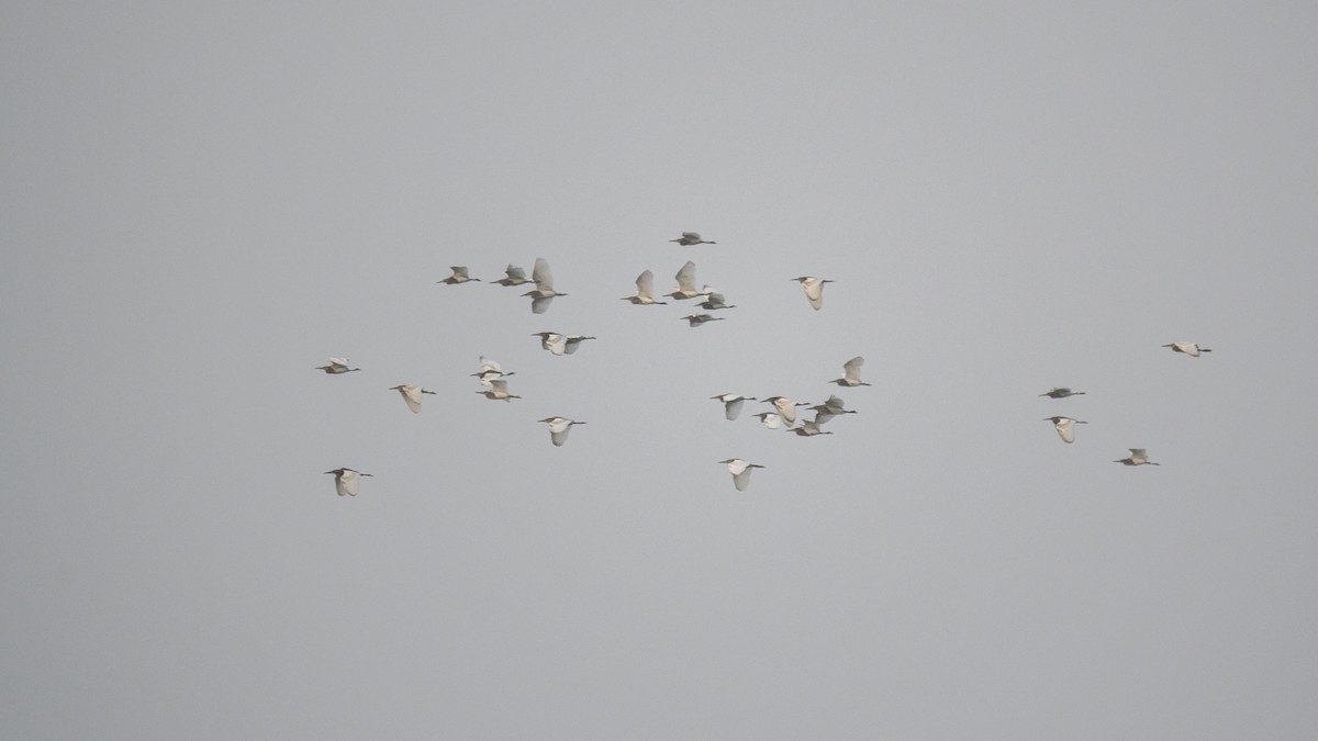 Indian Pond-Heron - ML645042886