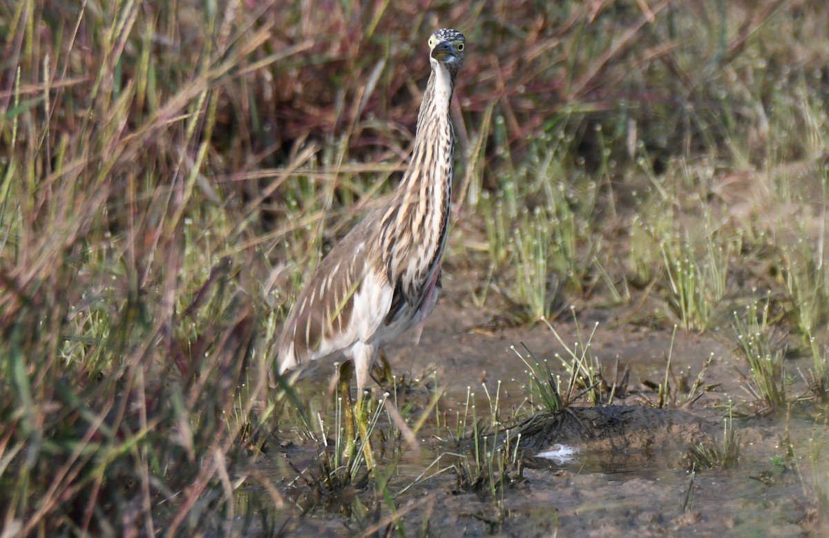 Indian Pond-Heron - ML645042896