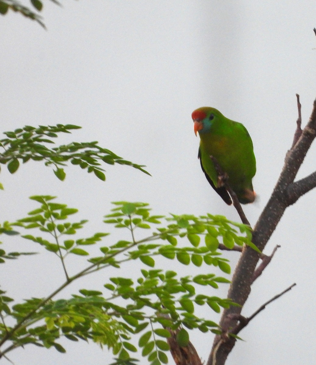 Philippine Hanging-Parrot - ML645042900