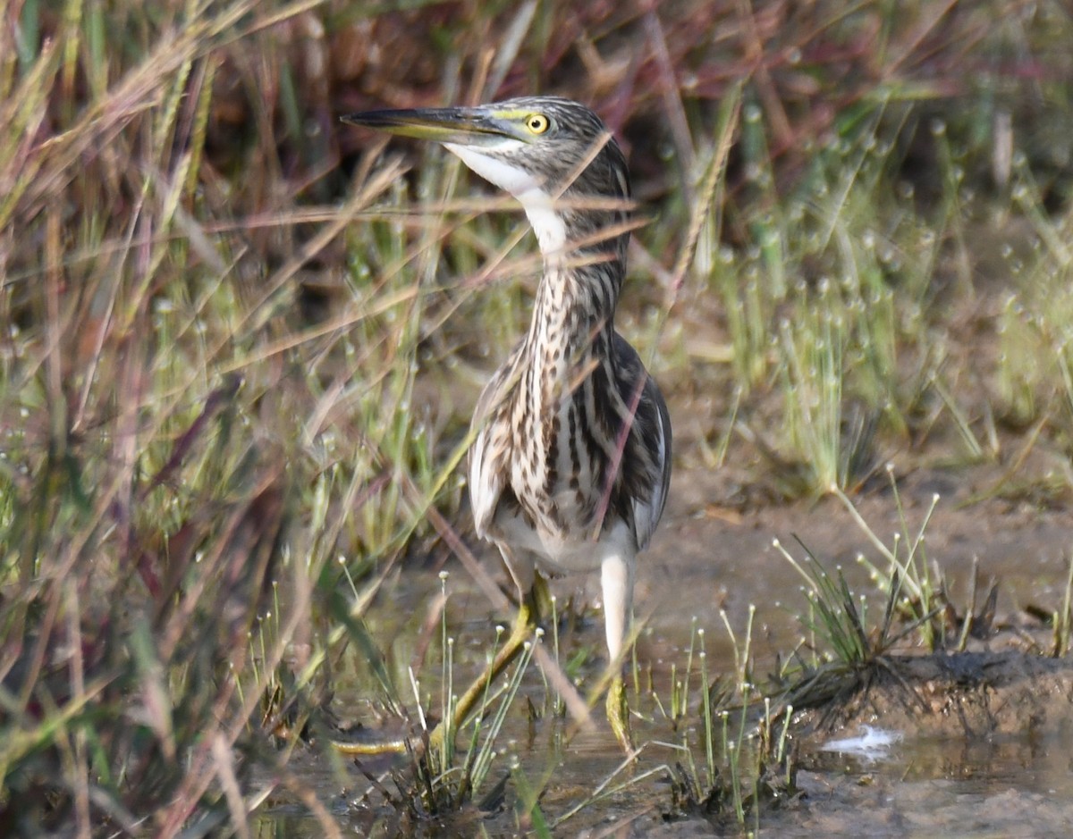 Indian Pond-Heron - ML645042913