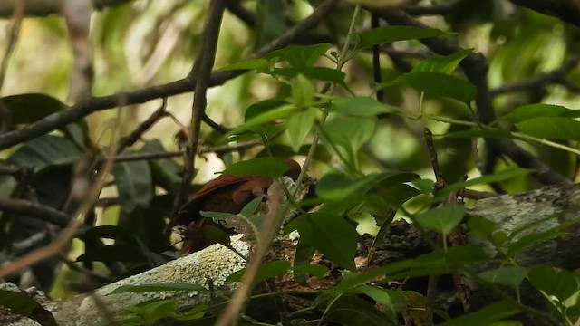 Kızıl Ağaçkakan - ML645042914