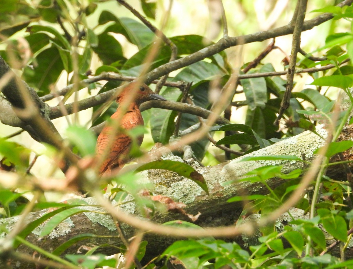 Rufous Woodpecker - ML645042915