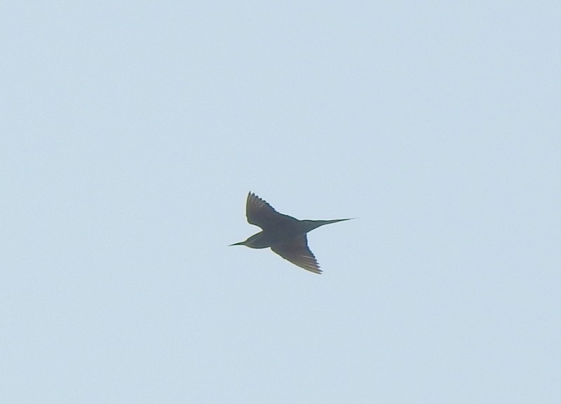 blåkinnbieter - ML645042916