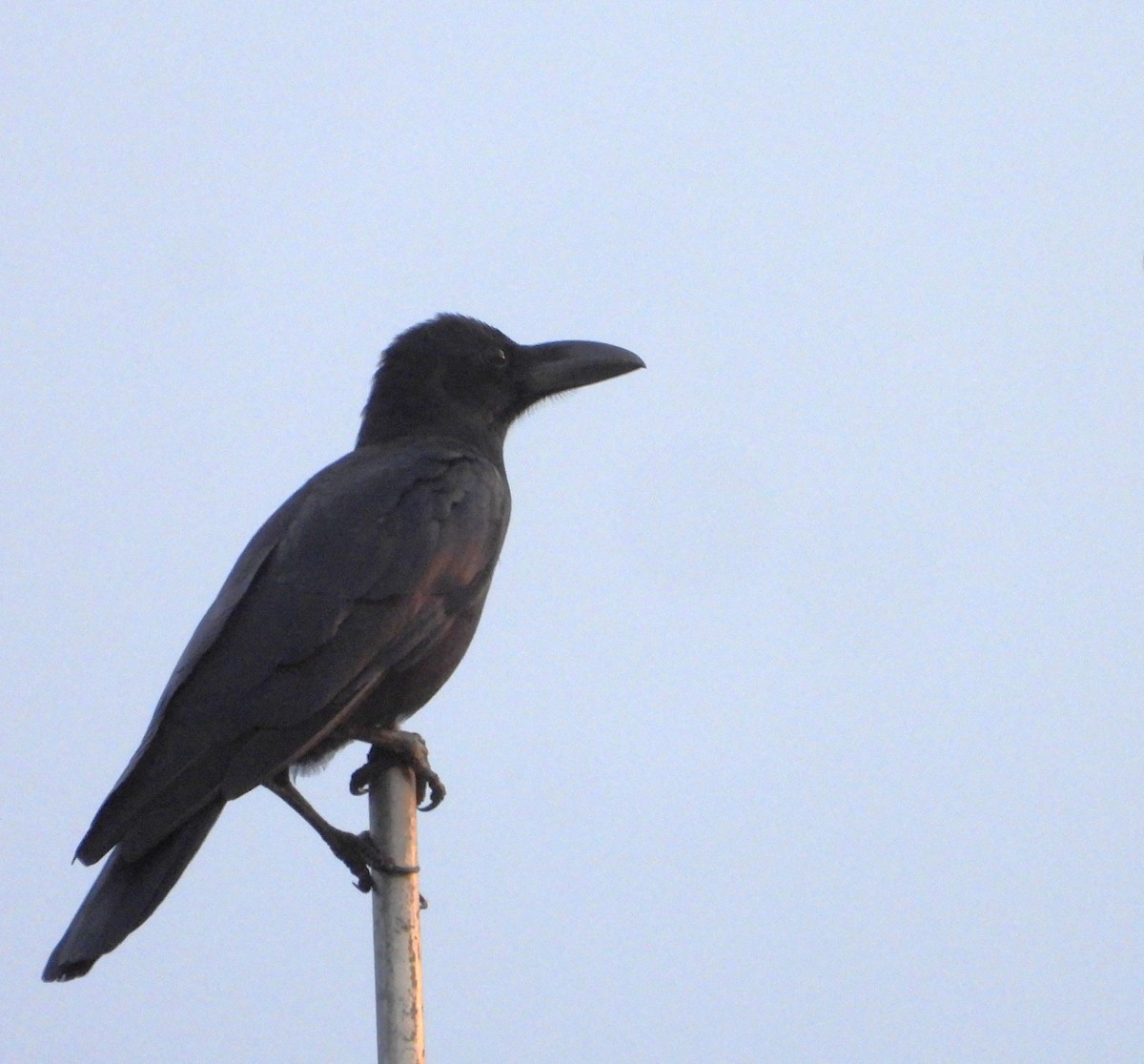 Philippine Jungle Crow - ML645042917