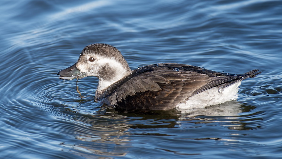 Long-tailed Duck - ML645042918