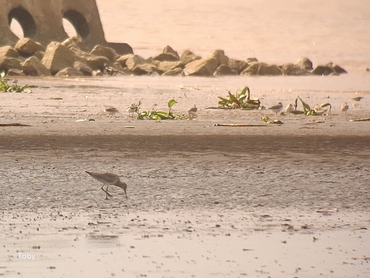 Aguja Colipinta - ML645042920