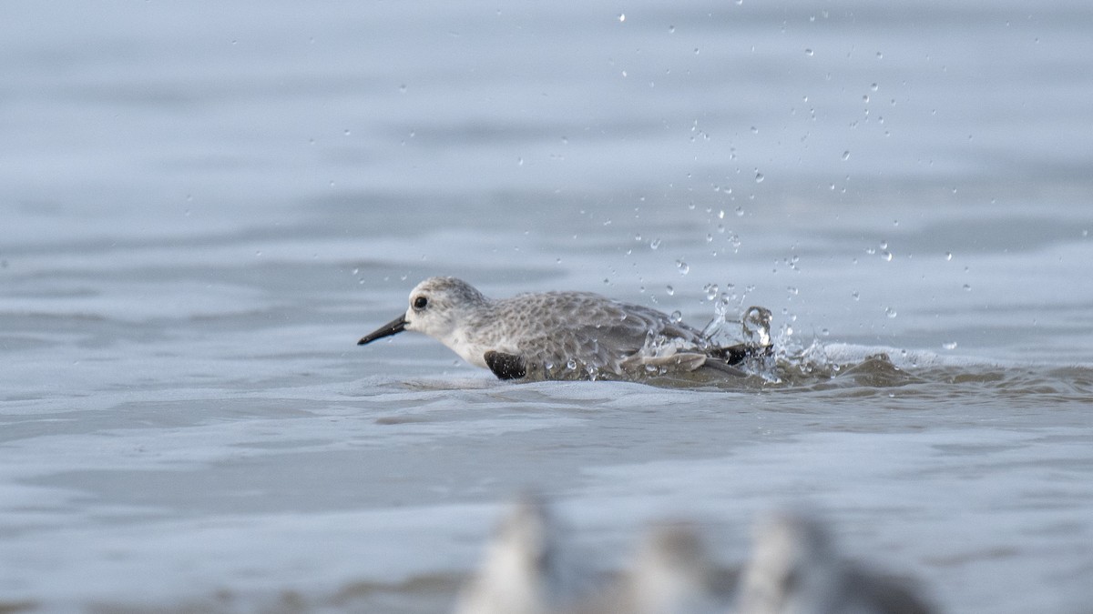 Txirri zuria - ML645042921