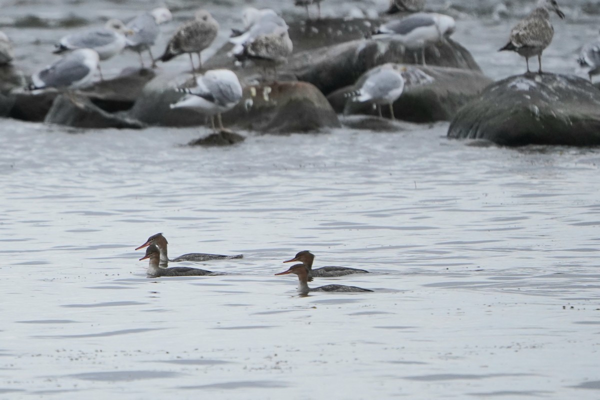 Serreta Mediana - ML645042923