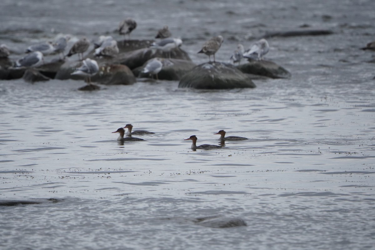 Serreta Mediana - ML645042924