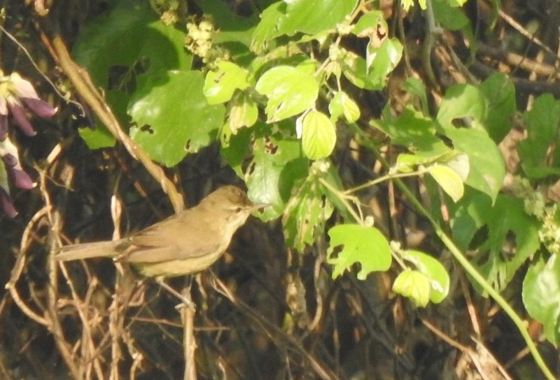 Carricero de Blyth - ML645042925