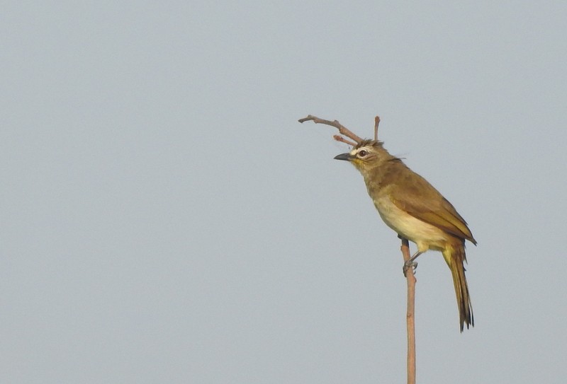 Bulbul Cejiblanco - ML645042927