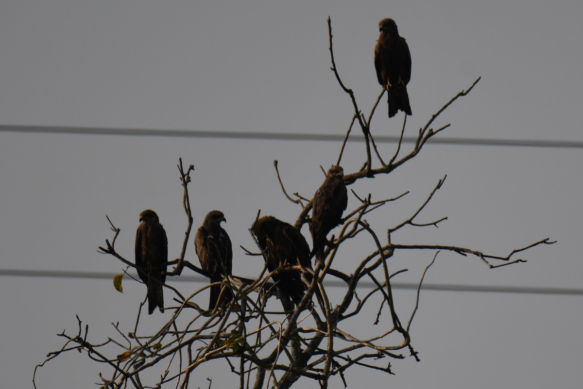 Milano Negro - ML645042928