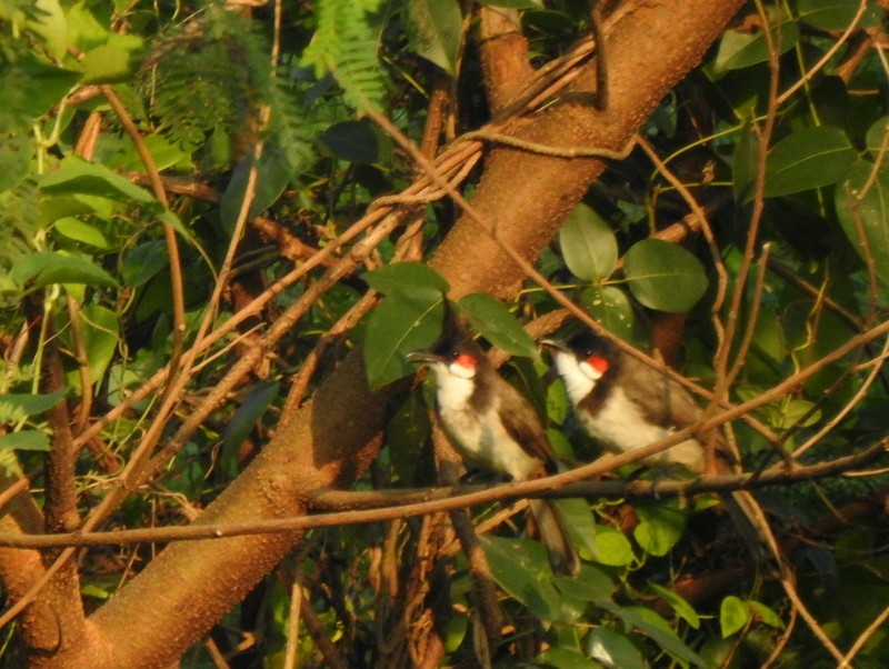 Bulbul Orfeo - ML645042929