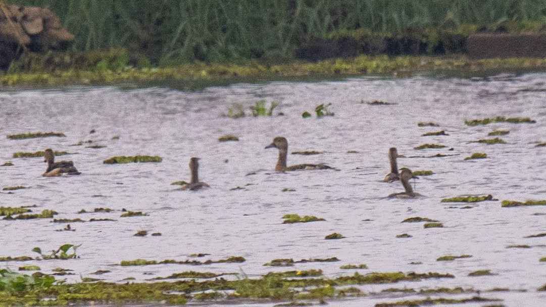 Suirirí de Java - ML645042930