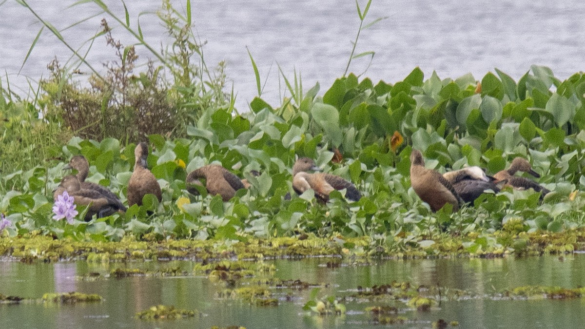 Suirirí de Java - ML645042931