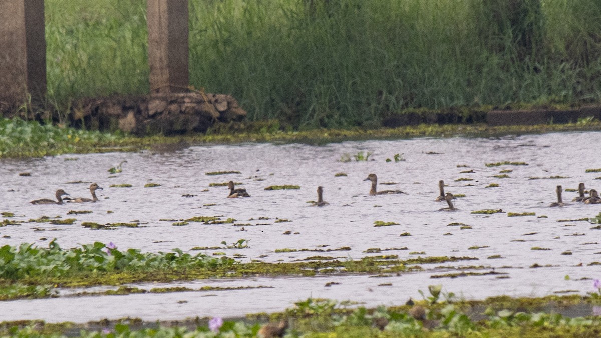 Suirirí de Java - ML645042932