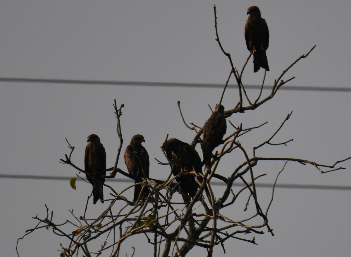 Milano Negro - ML645042934