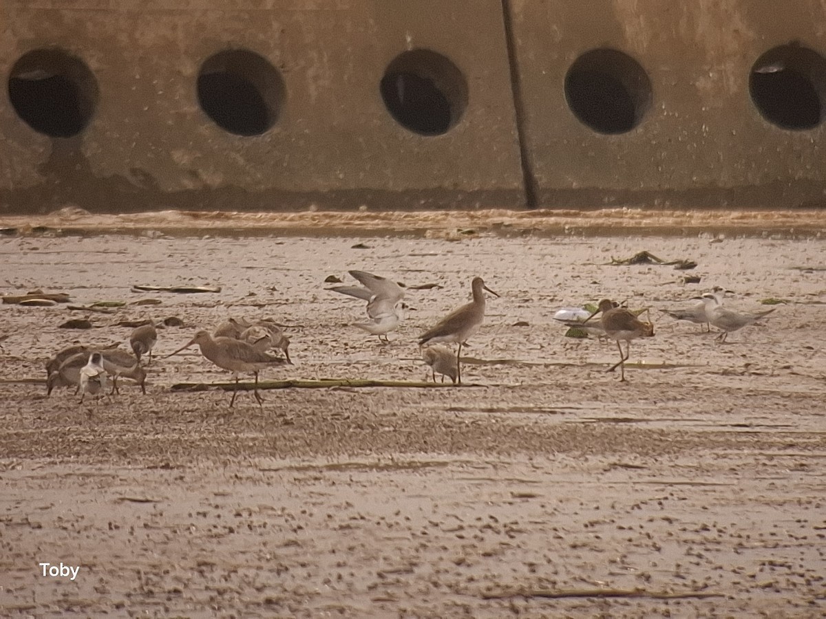 Aguja Colinegra - ML645042935