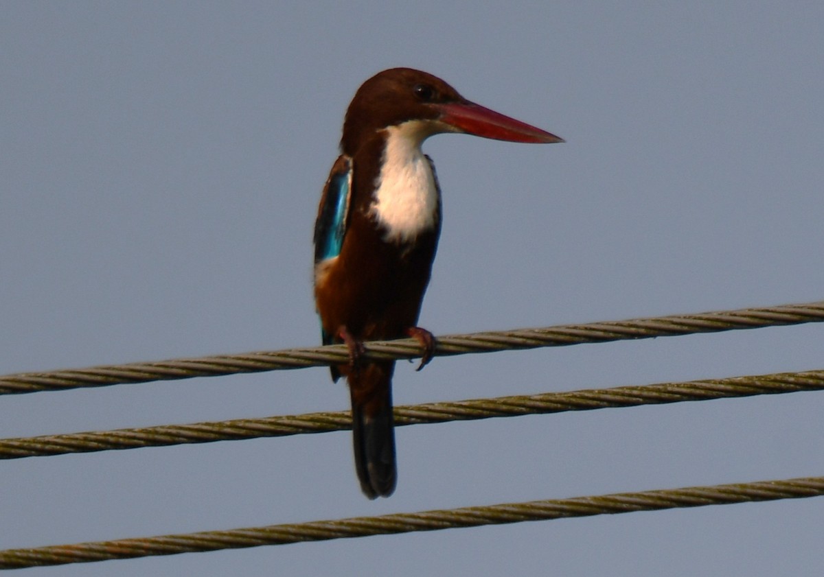 Alción de Esmirna - ML645042936