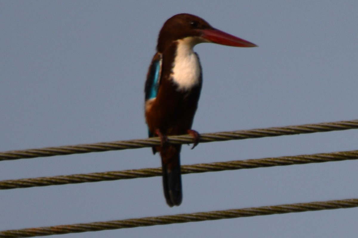 Alción de Esmirna - ML645042937