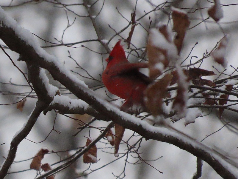Cardenal Norteño - ML645042938