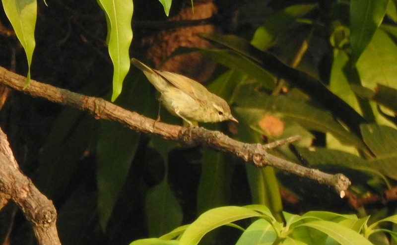 Green Warbler - ML645042939
