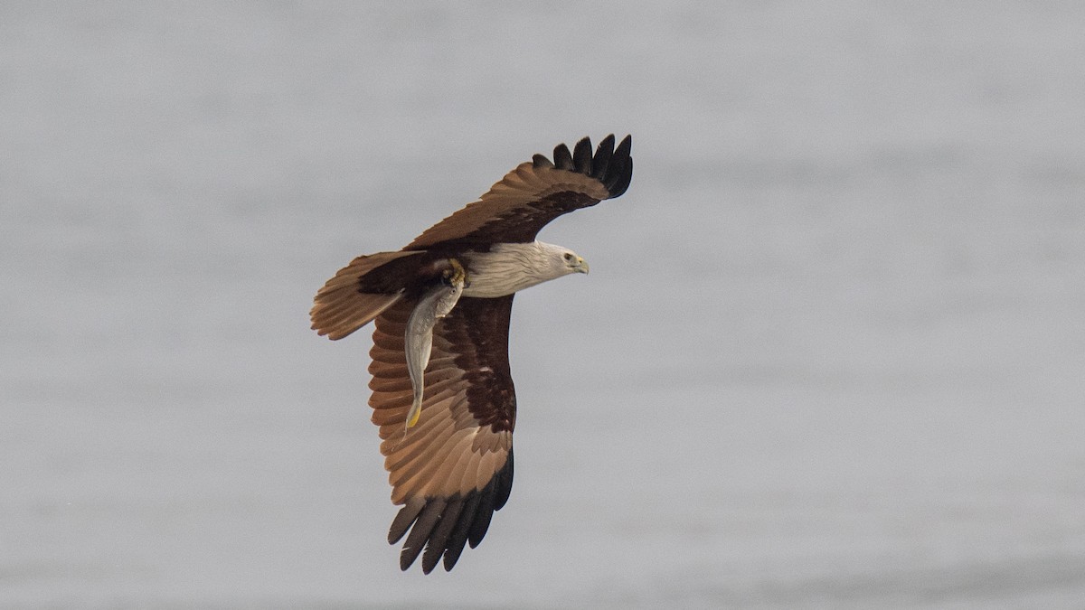 Milano Brahmán - ML645042940