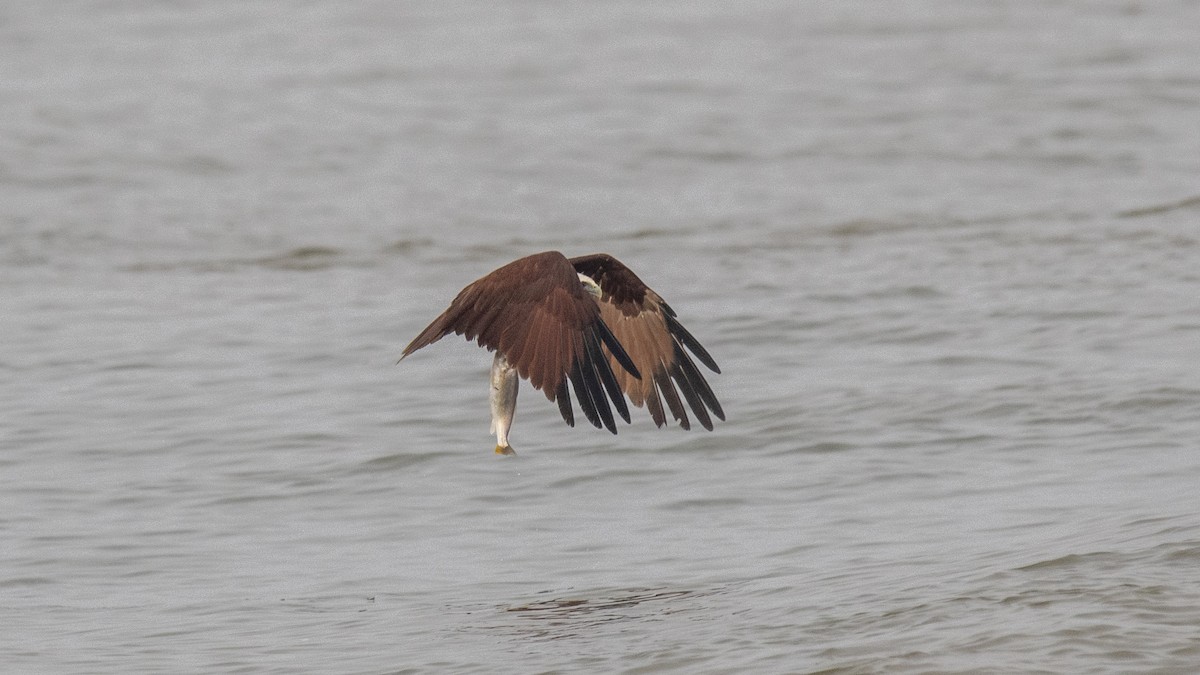 Milano Brahmán - ML645042941