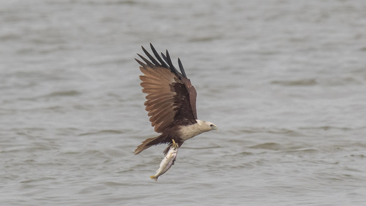 Milano Brahmán - ML645042943