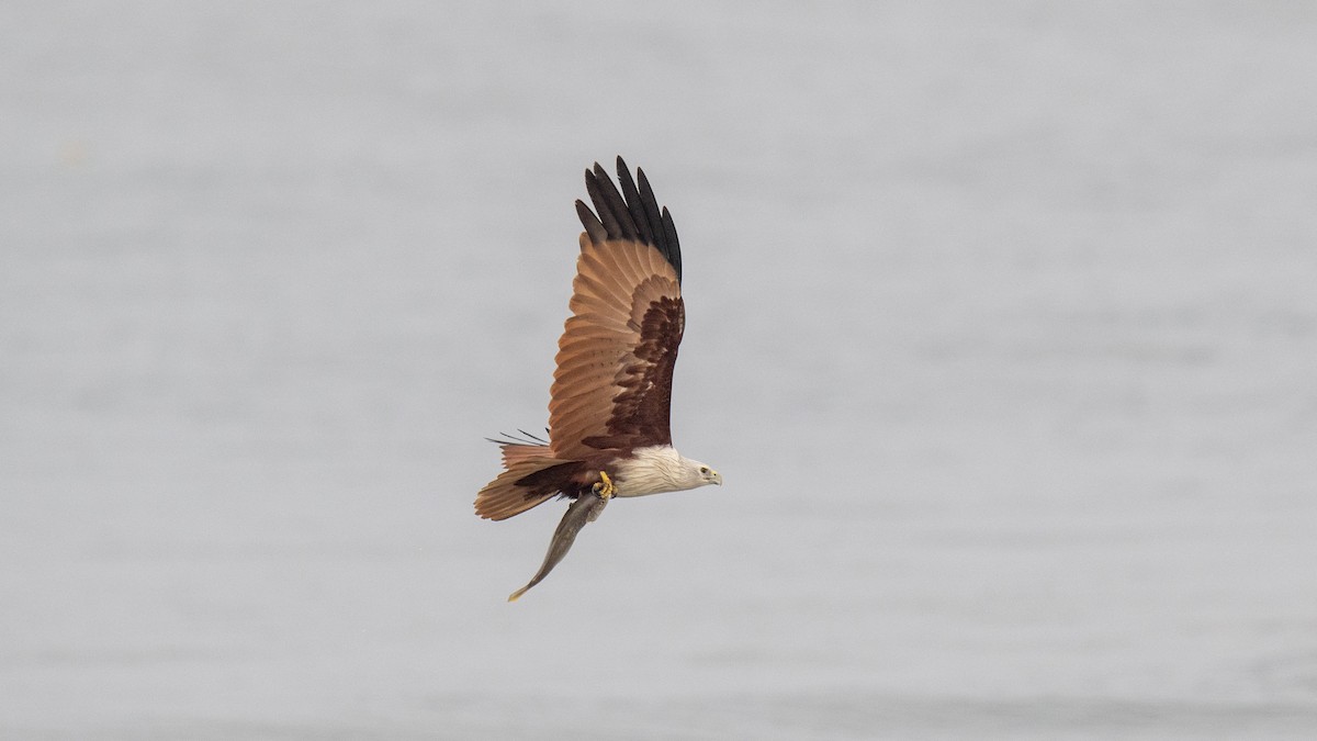 Milano Brahmán - ML645042944