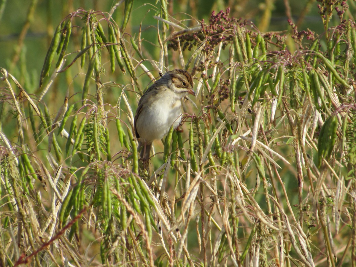 Chingolo Pálido - ML645042945