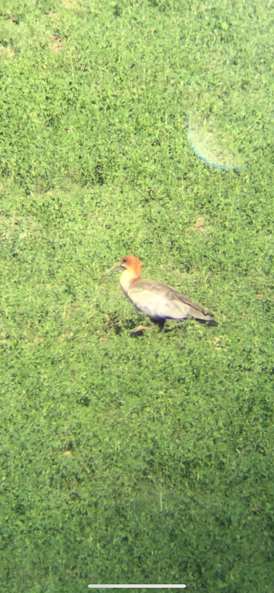 Bandurria Andina - ML645042946