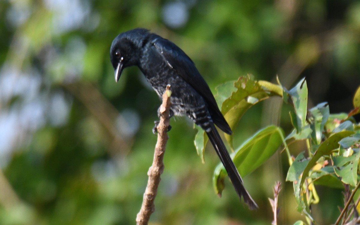 Drongo Real - ML645042947