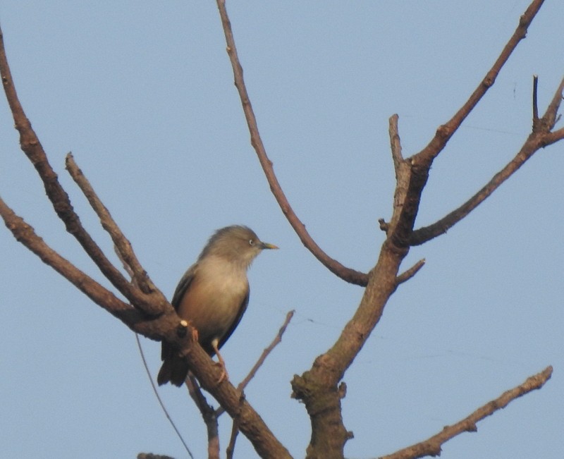 Estornino Cabecigrís - ML645042948