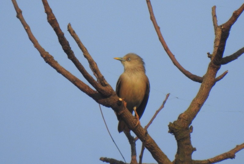 Estornino Cabecigrís - ML645042949