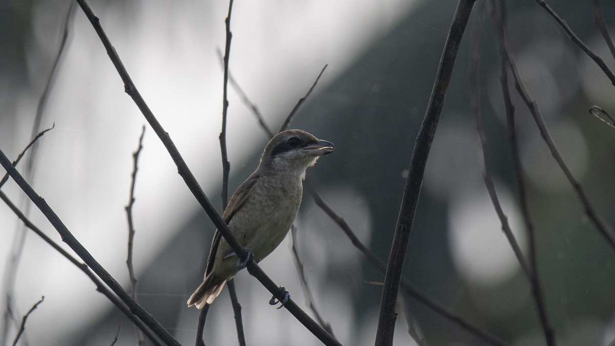 Alcaudón Pardo - ML645042950