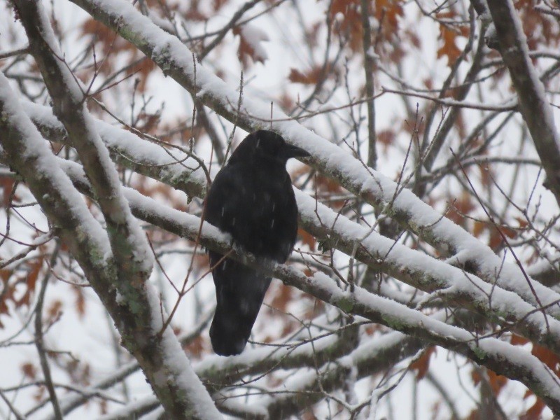 Cuervo Americano - ML645042951