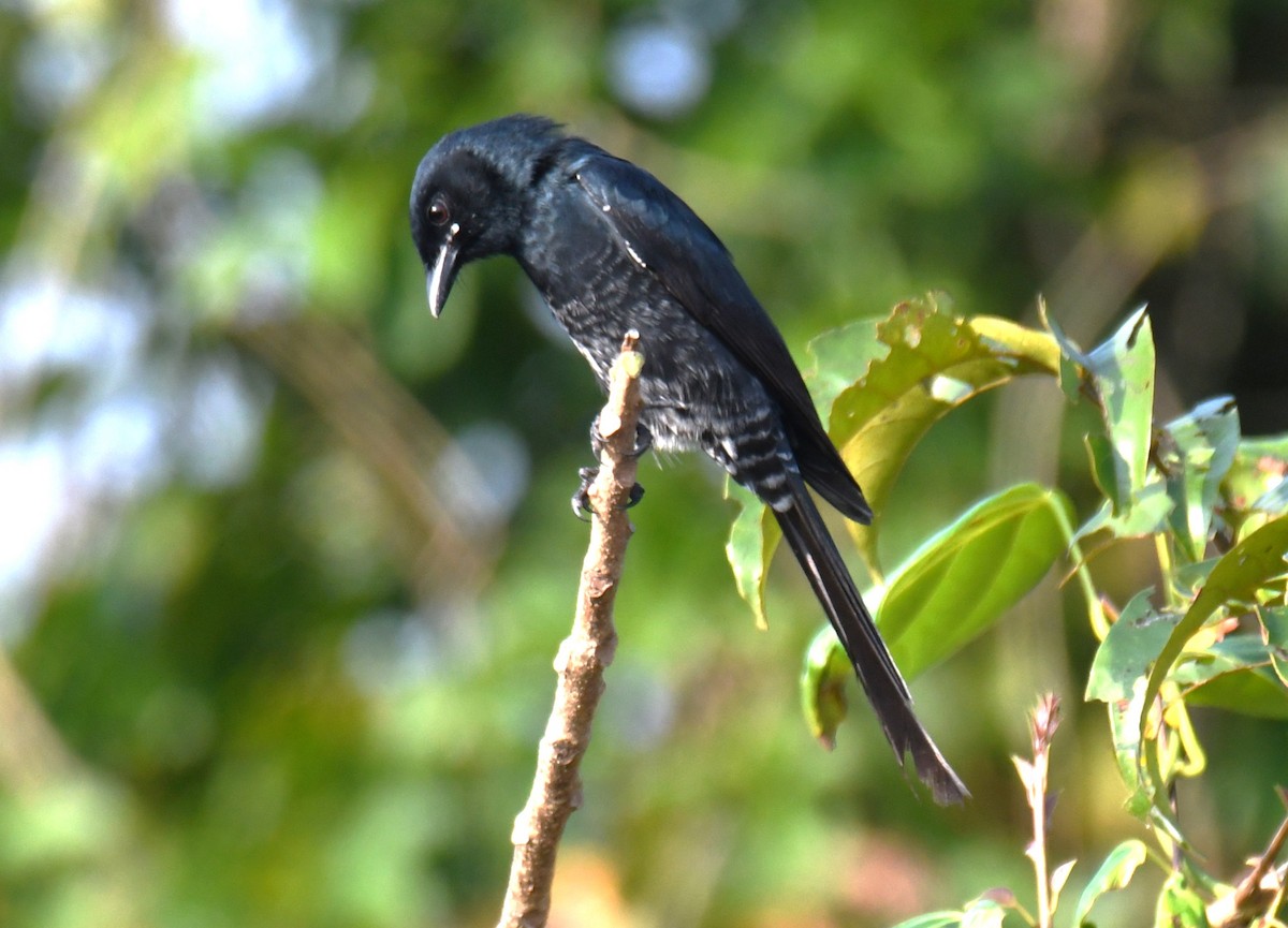 Drongo Real - ML645042952