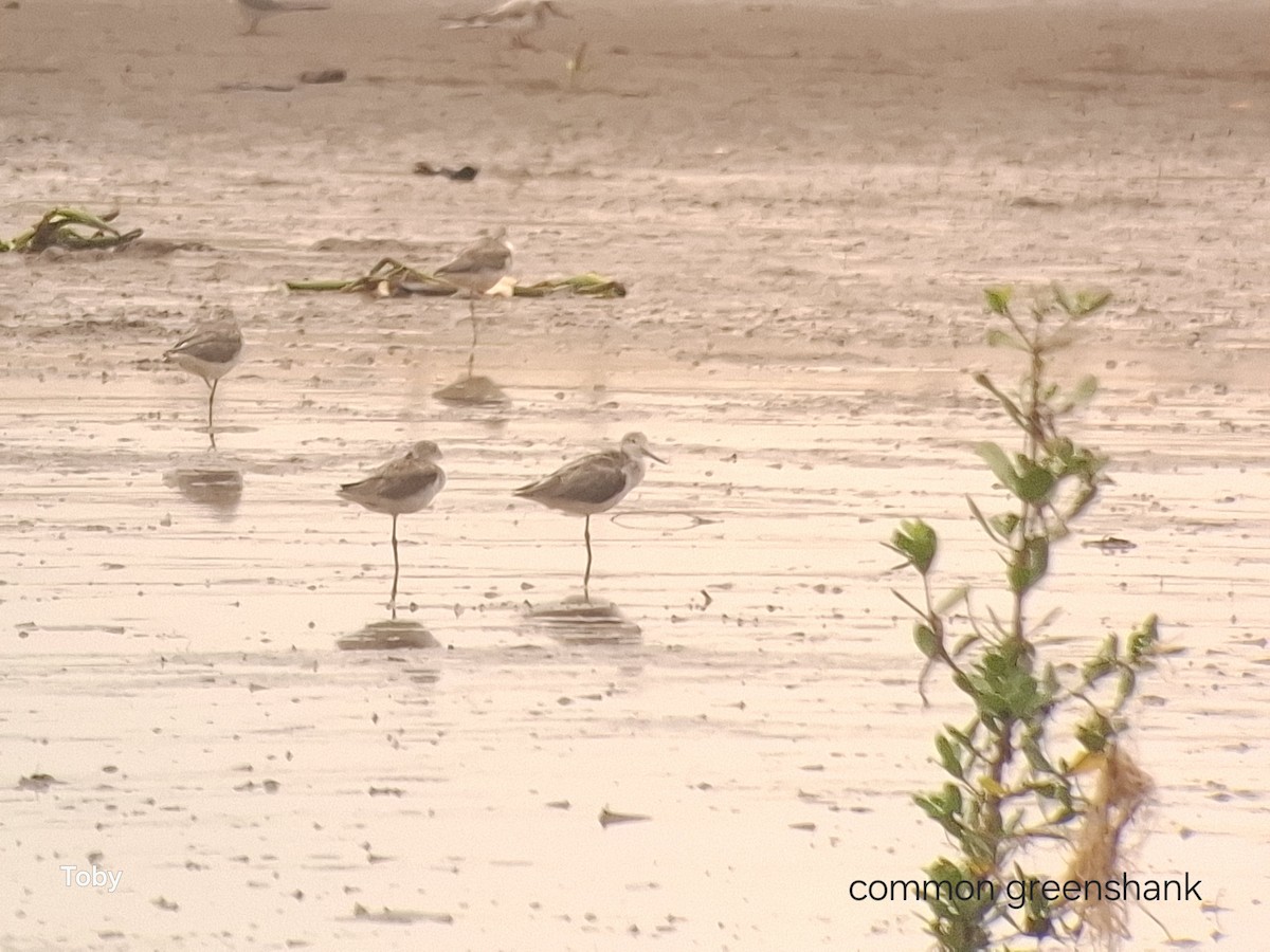 Yeşilbacak - ML645042963