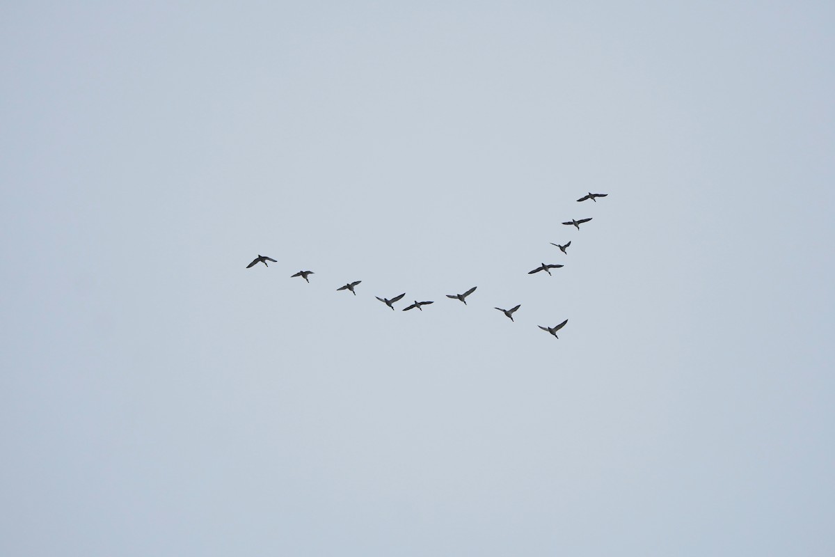 Морская чернеть - ML645042971