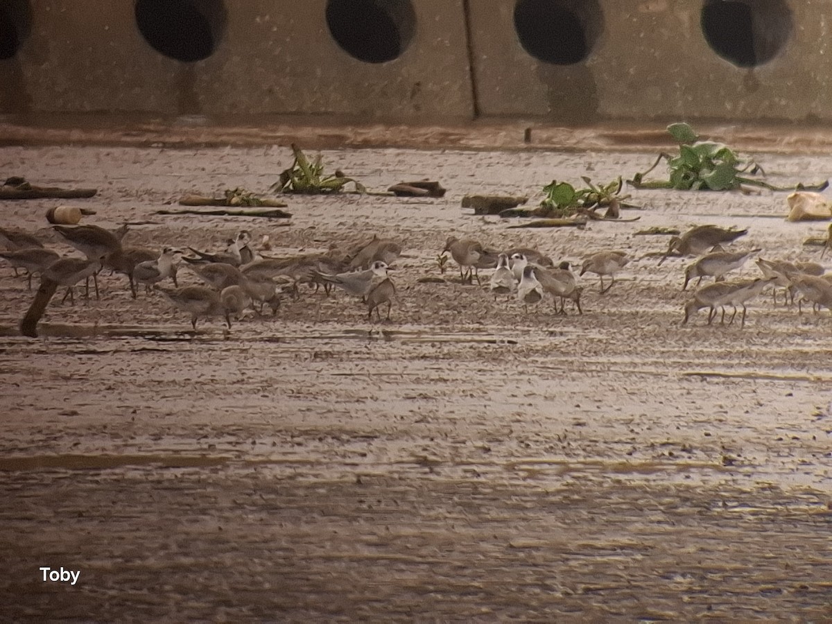 Great Knot - ML645042973