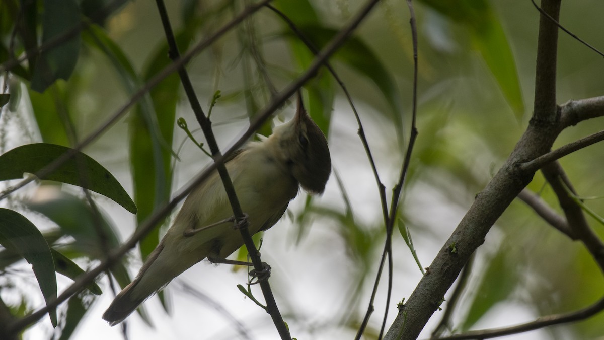 Green Warbler - ML645042978