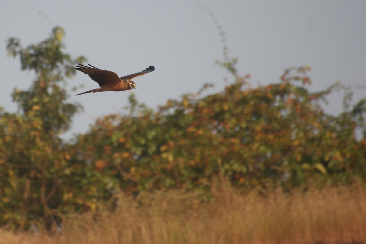 זרון פס - ML645042979