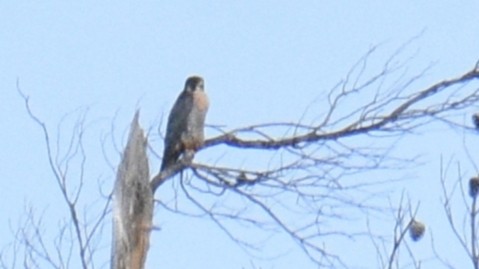 Peregrine Falcon - ML645042984